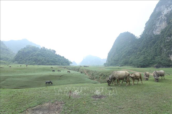 Trong ảnh: Đàn trâu được chăn thả tự do trên Thảo nguyên Đồng Lâm. Ảnh: Anh Tuấn – TTXVN