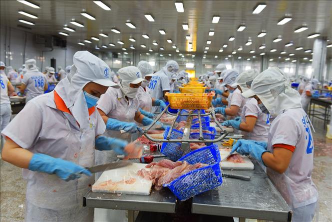 Trong ảnh: Chế biến cá tra xuất khẩu tại Công ty TNHH Hùng Cá tại huyện Thanh Bình (Đồng Tháp). Ảnh: Văn Trí - TTXVN