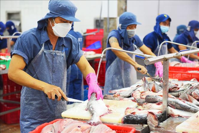 Trong ảnh: Chế biến cá tra xuất khẩu tại Công ty TNHH Hùng Cá (Thanh Bình, Đồng Tháp). Ảnh: Văn Trí - TTXVN