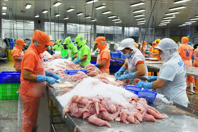 Trong ảnh: Chế biến cá tra xuất khẩu tại Công ty TNHH Hùng Cá (Thanh Bình, Đồng Tháp). Ảnh: Văn Trí - TTXVN