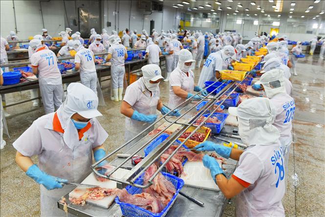 Trong ảnh: Chế biến cá tra xuất khẩu tại Công ty TNHH Hùng Cá (Thanh Bình, Đồng Tháp). Ảnh: Văn Trí - TTXVN