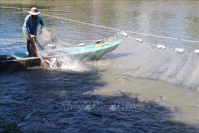 Trong ảnh: Thu hoạch cá tra tại huyện Thanh Bình (Đồng Tháp). Ảnh: Văn Trí - TTXVN