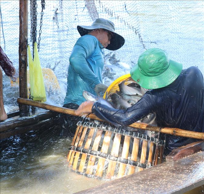 Trong ảnh: Thu hoạch cá tra tại huyện Thanh Bình (Đồng Tháp). Ảnh: Văn Trí - TTXVN