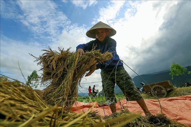 Những bó lúa được người dân xã Tú Lý (Hòa Bình) tập kết ngay trên đường làng để chờ máy tuốt lúa. Ảnh: Trọng Đạt-TTXVN
