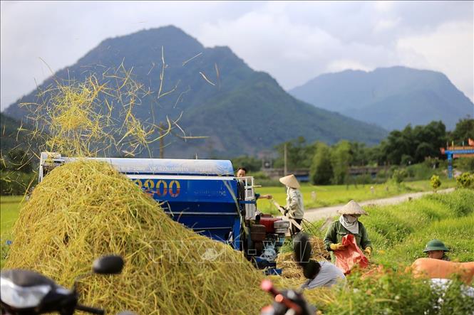 Tiếng máy tuốt lúa rộn ràng ở khắp các cánh đồng. Ảnh: Trọng Đạt-TTXVN