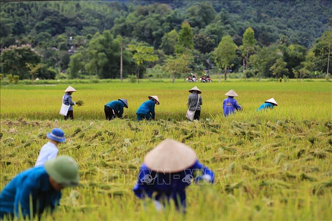 Nông dân xã Tú Lý, huyện Đà Bắc xuống đồng thu hoạch lúa vụ Xuân. Ảnh: Trọng Đạt-TTXVN
