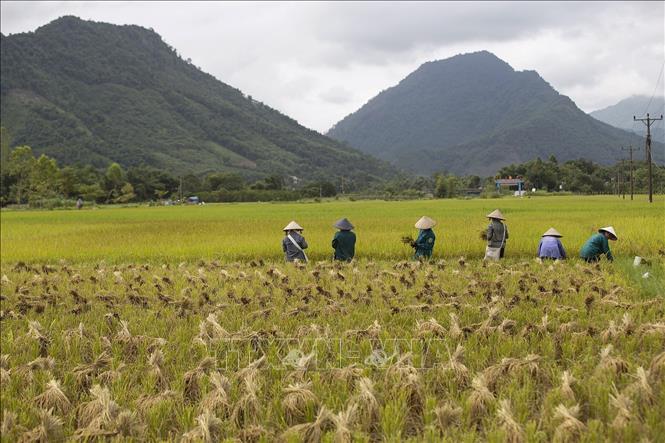 Những cánh đồng vàng óng ả trải dài dưới chân núi tạo lên một bức tranh mùa vàng bội thu ở huyện Đà Bắc. Ảnh: Trọng Đạt-TTXVN
