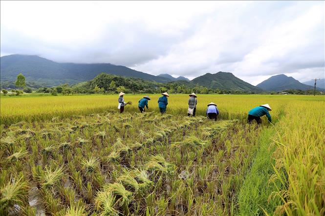 Nông dân xã Tú Lý, huyện Đà Bắc thu hoạch lúa vụ Xuân. Ảnh: Trọng Đạt-TTXVN