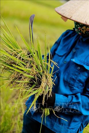 Những nhánh lúa chín trĩu bông được người nông dân khẩn trương thu hoạch. Ảnh: Trọng Đạt-TTXVN
