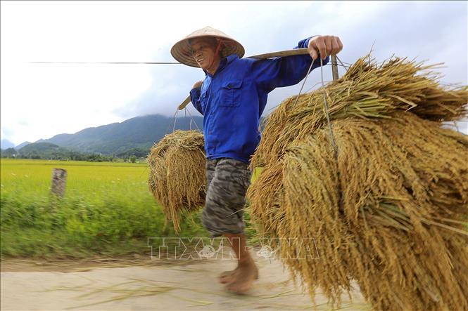 Những gánh lúa nặng trĩu bông được người nông dân xã Tú Lý gánh về nhà. Theo chia sẻ của người nông dân thì vụ lúa năm nay ở Đà Bắc được mùa. Ảnh: Trọng Đạt-TTXVN