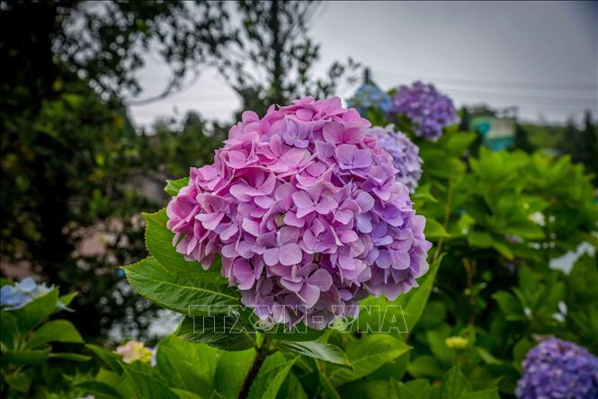 Trong ảnh: Vẻ Kiêu sa, rực rỡ sắc màu hoa Cẩm tú cầu trên đỉnh Mẫu Sơn. Ảnh: Anh Tuấn – TTXVN