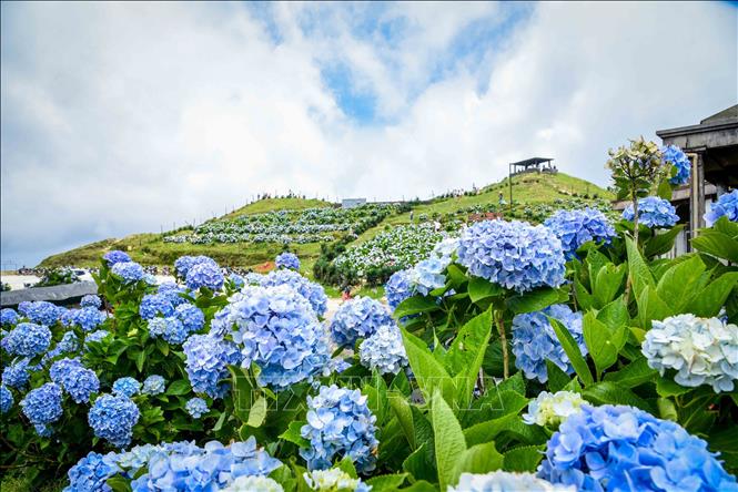 Trong ảnh: Rực rỡ sắc màu hoa Cẩm tú cầu trên đỉnh Mẫu Sơn. Ảnh: Anh Tuấn – TTXVN