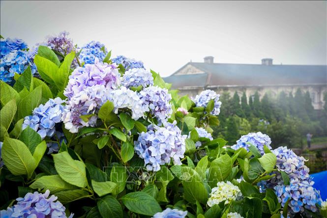 Vibrant hydrangea blossoms bloom in the misty scenery of Mau Son Mountain. VNA Photo: Anh Tuấn