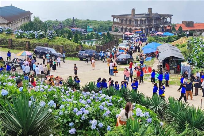 Tourists gather on top of Mau Son mountain to pose with hydrangea flowers. VNA Photo: Anh Tuấn