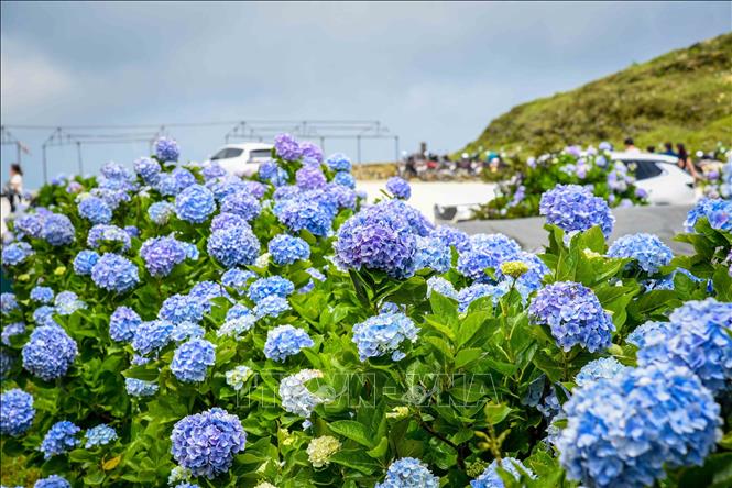 Vibrant blue and purple hydrangea blossoms bloom in the misty scenery of Mau Son Mountain. VNA Photo: Anh Tuấn