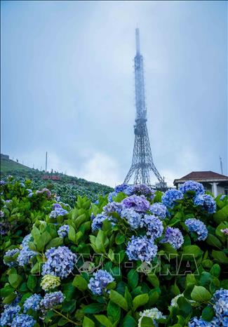 Vibrant hydrangea blossoms bloom in the misty scenery of Mau Son Mountain. VNA Photo: Anh Tuấn