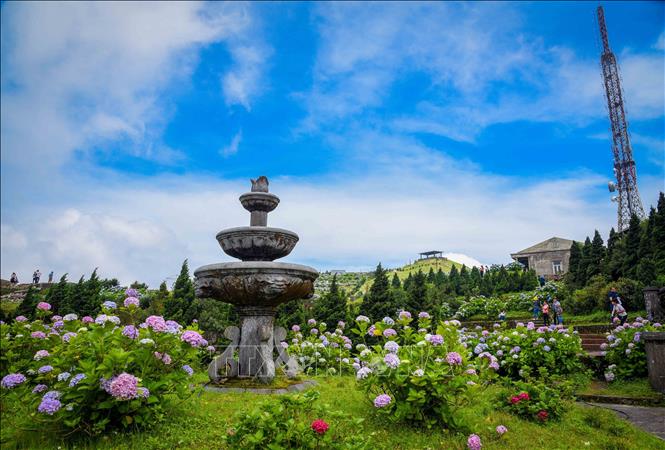 The blues and purples of hydrangea flowers blend beautifully with northern mountainous province's sky. VNA Photo: Anh Tuấn