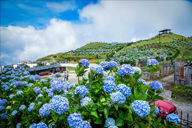 The blues and purples of hydrangea flowers blend beautifully with northern mountainous province's sky. VNA Photo: Anh Tuấn