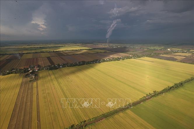A bird view of a rice area of the Mekong delta. VNA Photo: Dương Giang