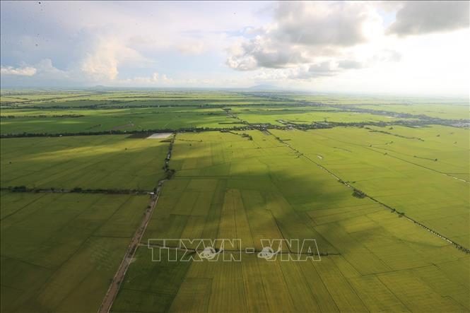 A bird view of a rice area of the Mekong delta. VNA Photo: Dương Giang