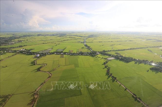 A bird view of a rice area of the Mekong delta. VNA Photo: Dương Giang
