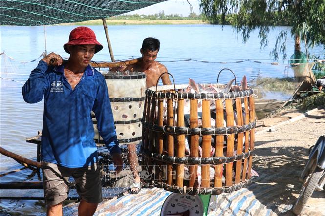 Harvesting tra fish in Thanh Binh district, the Mekong Delta province of Dong Thap. VNA Photo: Văn Trí