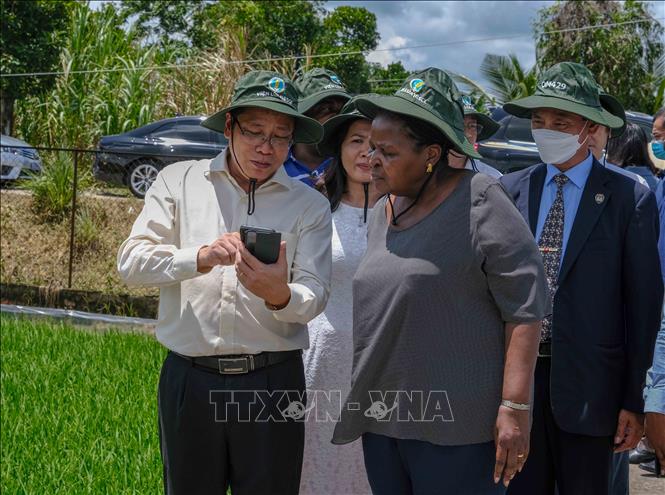 Chủ tịch Quốc hội Cộng hòa Mozambique bà Esperanca Laurinda Francisco Nhiuane Bias tham quan khu ruộng thí nghiệm của Viện Lúa Đồng bằng sông Cửu Long. Ảnh: Thanh Liêm - TTXVN