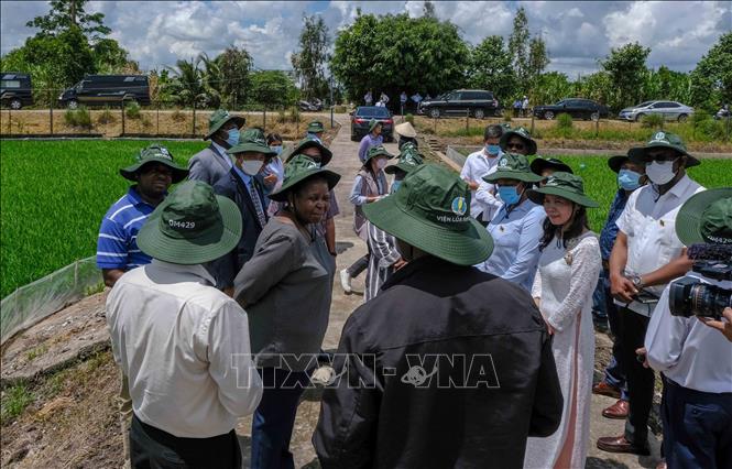 Mozambican guests visit the institute's experimental rice field in Thoi Lai district. VNA Photo: Thanh Liêm 