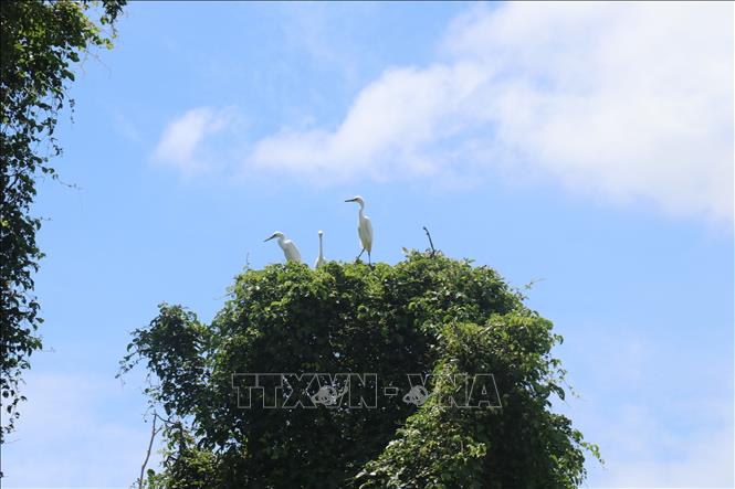Trong ảnh: Các loài Chim, cò tại Rừng tràm Gáo Giồng (xã Gáo Giồng, huyện Cao Lãnh, tỉnh Đồng Tháp). Ảnh: Nguyễn Văn Trí - TTXVN