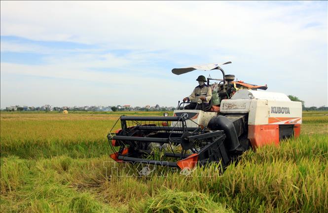 Trong ảnh: Người dân xã Song An, huyện Vũ Thư (Thái Bình) thu hoạch lúa xuân. Ảnh: Thế Duyệt – TTXVN