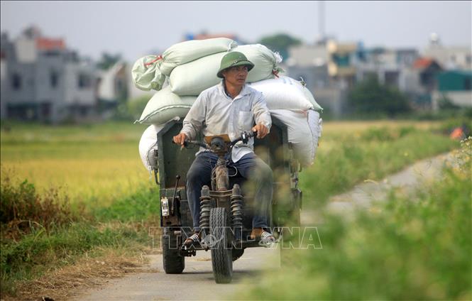 Trong ảnh: Người dân xã Song An, huyện Vũ Thư (Thái Bình) thu hoạch lúa xuân. Ảnh: Thế Duyệt – TTXVN