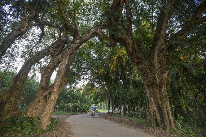 Thân cây và rễ cây sanh buông xuống hai bên đường tạo thành cổng làng tự nhiên trên con đường bê tông dẫn vào xóm Liên Hòa, xã Hợp Hòa, huyện Lương Sơn. Ảnh: Trọng Đạt-TTXVN