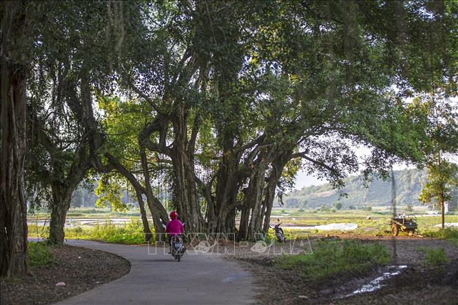 Thân cây và rễ cây sanh buông xuống hai bên đường tạo thành cổng làng tự nhiên trên con đường bê tông dẫn vào xóm Liên Hòa, xã Hợp Hòa, huyện Lương Sơn. Ảnh: Trọng Đạt-TTXVN