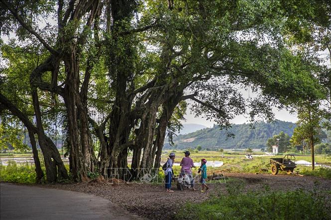 Khung cảnh bình yên với cánh đồng và những tán lá rộng lớn mà cây sanh tạo ra là nơi lui tới của các bạn trẻ mỗi buổi chiều tan học. Ảnh: Trọng Đạt-TTXVN