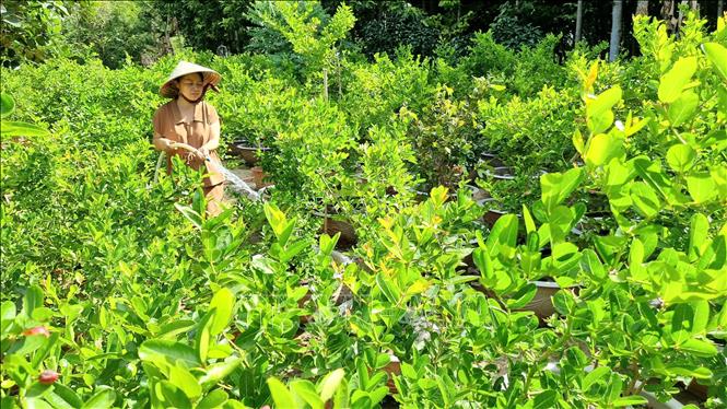 Trong ảnh: Chị Nguyễn Ngọc Uyên Trinh chăm sóc vườn cây si rô trồng làm cây kiểng. Ảnh: Nguyễn Thành – TTXVN