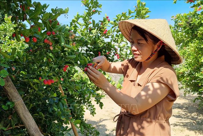 Trong ảnh: Chị Nguyễn Ngọc Uyên Trinh (thôn Lương Cang, xã Nhơn Sơn, huyện Ninh Sơn) trồng thành công cây si rô tại Ninh Thuận. Ảnh: Nguyễn Thành – TTXVN