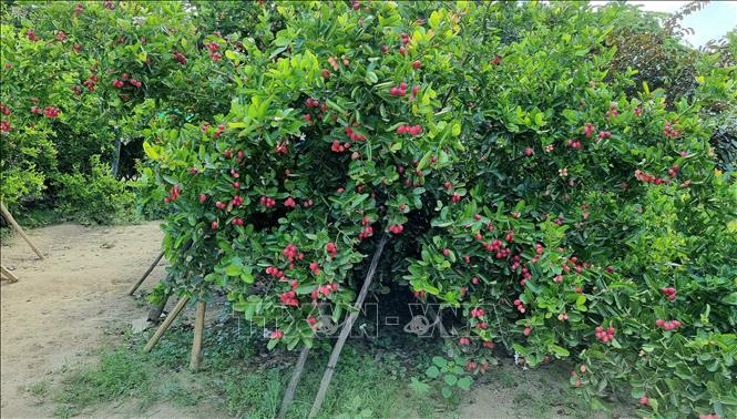 Trong ảnh: Vườn cây si rô chuẩn bị cho thu hoạch. Ảnh: Nguyễn Thành - TTXVN 