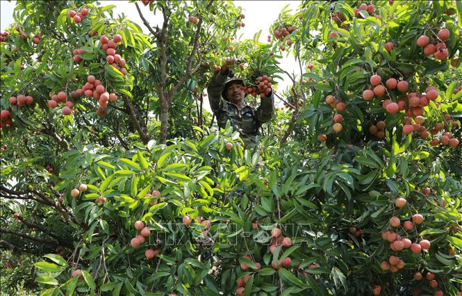 Harvesting lychees meeting VietGap standard in Hong Giang commune, Luc Ngan district. VNA Photo: Vũ Sinh