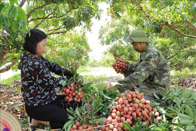 Harvesting lychees meeting VietGap standard in Hong Giang commune, Luc Ngan district. VNA Photo: Vũ Sinh