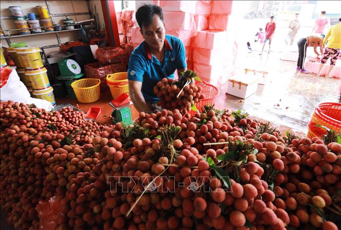 Hong Xuan Agriculture Production and General Service Cooperative in Hong Giang commune, Luc Ngan district collects some 2 tonnes of lychees per day for export. VNA Photo: Vũ Sinh
