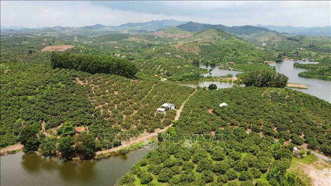 Luc Ngan district has 15,000 ha under lychee, the largest concentrated lychee farming area in the northern Vietnam. VNA Photo: Vũ Sinh