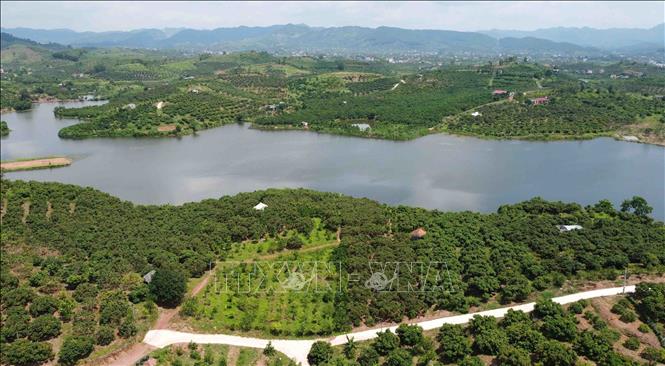 Luc Ngan district has 15,000 ha under lychee, the largest concentrated lychee farming area in the northern Vietnam. VNA Photo: Vũ Sinh