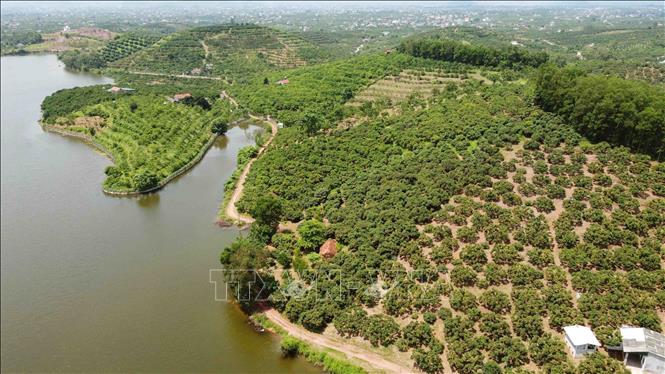 Luc Ngan district has 15,000 ha under lychee, the largest concentrated lychee farming area in the northern Vietnam. VNA Photo: Vũ Sinh