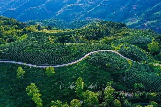 Trong ảnh: Đồi chè ở xã Thành Công huyện Nguyên Bình. Ảnh: TTXVN phát
