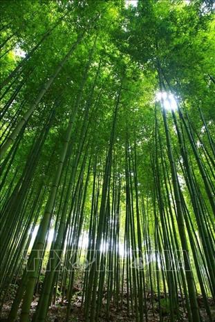 Trong ảnh: Cao Bằng có nhiều cánh rừng trúc tuyệt đẹp trải dài từ huyện Nguyên Bình, Bảo Lạc. Ảnh: TTXVN phát
