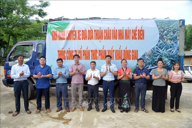 Trong ảnh: Lễ khởi hành chuyến xe dứa đầu tiên để cung cấp cho Công ty Cổ phần Thực phẩm xuất khẩu Đồng Giao. Ảnh: Quang Quyết-TTXVN