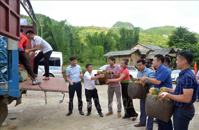 Trong ảnh: Vận chuyển dứa về nhà máy để chế biến. Ảnh: Quang Quyết-TTXVN