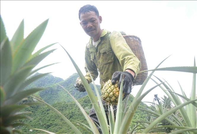 Trong ảnh: Anh Vì Văn Luận, ở bản Cát, xã Co Mạ là một trong những hộ tham gia trồng thử nghiệm 50.000 chồi trên diện tích 1 ha, khi tham gia mô hình trồng dưa, gia đình anh Luận được Nhà nước hỗ trợ về cây giống, phân bón, cán bộ Công ty Cổ phần Thực phẩm xuất khẩu Đồng Giao hướng dẫn kỹ thuật chăm sóc nên cây dứa phát triển rất tốt, quả đạt trọng lượng từ 0,5 đến 1kg, rất hiệu quả so với các loại cây trồng khác như cây ngô, cây sắn. Với giá cả ổn định như hiện nay, gia đình Luận sẽ mở rộng trồng thêm 2 ha dứa để tăng thu nhập. Ảnh: Quang Quyết-TTXVN