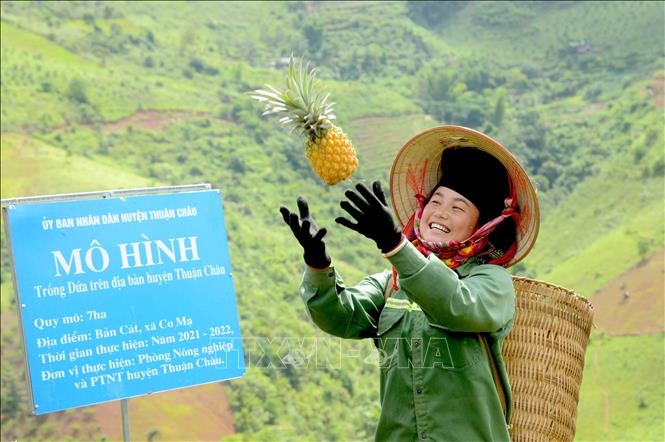 Trong ảnh: Niềm vui của nông dân khi được mùa dứa. Ảnh: Quang Quyết-TTXVN