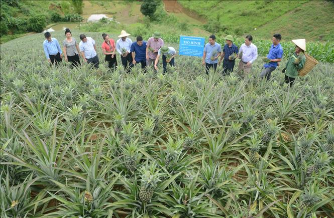 Trong ảnh: Lãnh đạo huyện Thuận Châu, Công ty Cổ phần Thực phẩm xuất khẩu Đồng Giao cùng lãnh đạo các xã và nhân dân trong huyện Thuận châu khảo sát đánh giá mô hình trồng dứa Queen tại xã Co Mạ. Ảnh: Quang Quyết-TTXVN